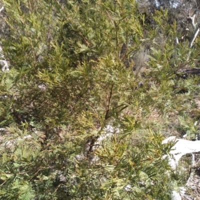 Acacia parramattensis (Parramatta Green Wattle) at Glen Fergus, NSW - 17 Sep 2022 by mahargiani