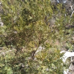 Acacia parramattensis (Wattle) at Glen Fergus, NSW - 17 Sep 2022 by mahargiani