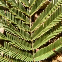 Acacia parramattensis at Glen Fergus, NSW - 17 Sep 2022