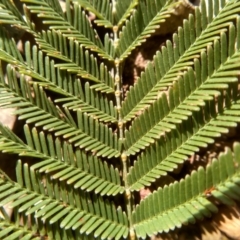 Acacia parramattensis at Glen Fergus, NSW - 17 Sep 2022 10:08 AM