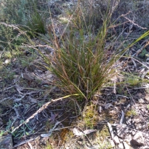 Lepidosperma laterale at Glen Fergus, NSW - 17 Sep 2022 10:14 AM