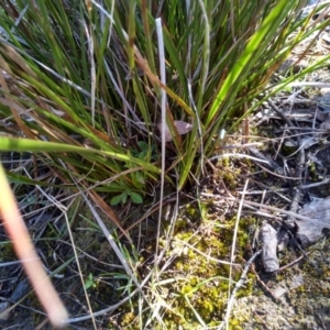 Lepidosperma laterale at Glen Fergus, NSW - 17 Sep 2022 10:14 AM