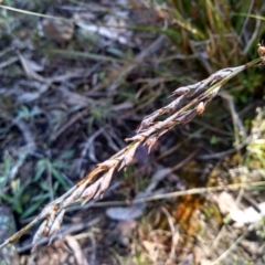 Lepidosperma laterale at Glen Fergus, NSW - 17 Sep 2022 10:14 AM