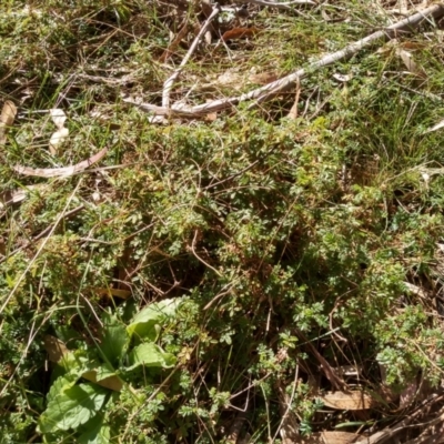 Acaena novae-zelandiae (Bidgee Widgee) at Coornartha Nature Reserve - 17 Sep 2022 by mahargiani