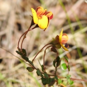 Bossiaea buxifolia at Paddys River, ACT - 13 Sep 2022