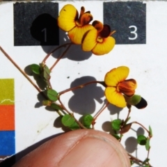 Bossiaea buxifolia at Paddys River, ACT - 13 Sep 2022