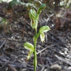 Bunochilus montanus (ACT) = Pterostylis jonesii (NSW) (Montane Leafy Greenhood) at Paddys River, ACT - 14 Sep 2022 by JohnBundock