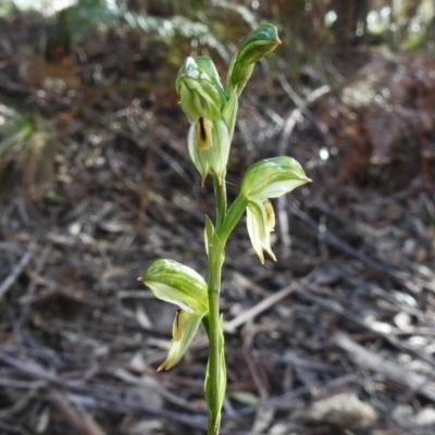 Bunochilus montanus (ACT) = Pterostylis jonesii (NSW) (Montane Leafy Greenhood) at Paddys River, ACT - 14 Sep 2022 by JohnBundock