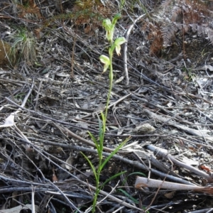 Bunochilus montanus (ACT) = Pterostylis jonesii (NSW) at Paddys River, ACT - 14 Sep 2022