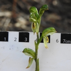 Bunochilus montanus (ACT) = Pterostylis jonesii (NSW) at Paddys River, ACT - 14 Sep 2022