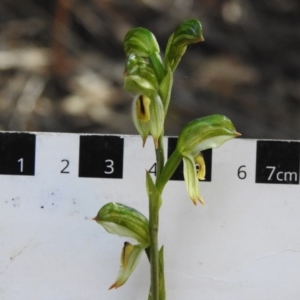 Bunochilus montanus (ACT) = Pterostylis jonesii (NSW) at Paddys River, ACT - 14 Sep 2022