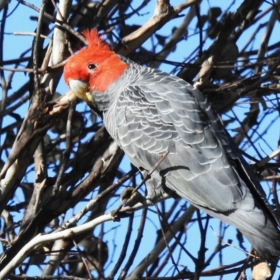 Callocephalon fimbriatum (Gang-gang Cockatoo) at Paddys River, ACT - 14 Sep 2022 by JohnBundock