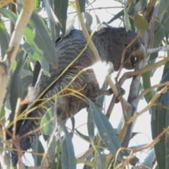 Callocephalon fimbriatum (Gang-gang Cockatoo) at Paddys River, ACT - 14 Sep 2022 by JohnBundock