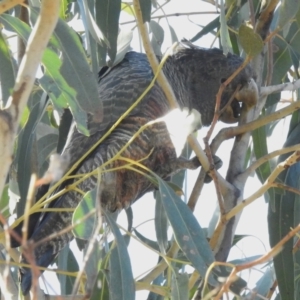 Callocephalon fimbriatum at Paddys River, ACT - suppressed