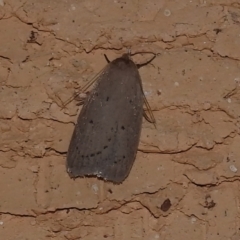 Chezala privatella (A Concealer moth) at Wanniassa, ACT - 11 Sep 2022 by JohnBundock