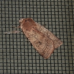 Diarsia intermixta (Chevron Cutworm, Orange Peel Moth.) at Wanniassa, ACT - 11 Sep 2022 by JohnBundock