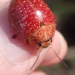 Paropsis variolosa (Variolosa leaf beetle) at Aranda Bushland - 13 Mar 2022 by drakes