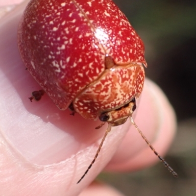 Paropsis variolosa (Variolosa leaf beetle) at Aranda Bushland - 13 Mar 2022 by drakes