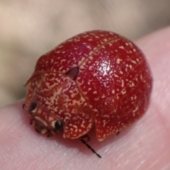 Paropsis variolosa at Cook, ACT - 14 Mar 2022