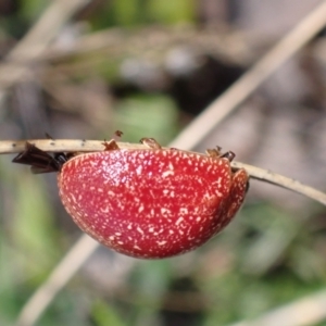 Paropsis variolosa at Cook, ACT - 14 Mar 2022