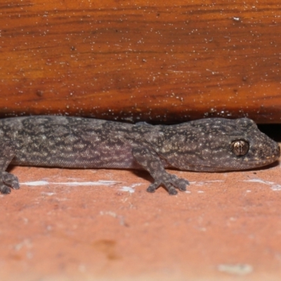 Christinus marmoratus (Southern Marbled Gecko) at Evatt, ACT - 17 Sep 2022 by TimL