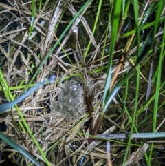 Crinia sloanei (Sloane's Froglet) at Albury - 17 Sep 2022 by ChrisAllen