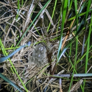 Crinia sloanei at Thurgoona, NSW - 17 Sep 2022 07:23 PM