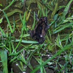 Crinia signifera (Common Eastern Froglet) at Wodonga - 17 Sep 2022 by ChrisAllen