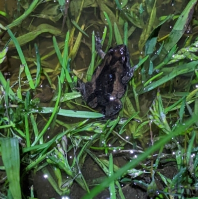 Crinia signifera (Common Eastern Froglet) at Belvoir Park - 17 Sep 2022 by ChrisAllen