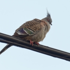 Ocyphaps lophotes (Crested Pigeon) at Downer, ACT - 17 Sep 2022 by RobertD