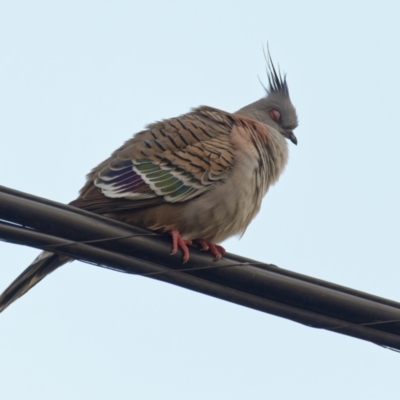 Ocyphaps lophotes (Crested Pigeon) at Downer, ACT - 17 Sep 2022 by RobertD