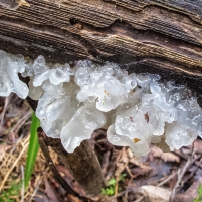 Tremella fuciformis (Snow Fungus) at Brindabella National Park - 17 Sep 2022 by Philip