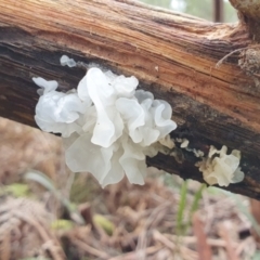 Tremella fuciformis at Uriarra, NSW - 17 Sep 2022