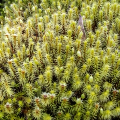 Bartramiaceae at Brindabella National Park - 17 Sep 2022 by Philip