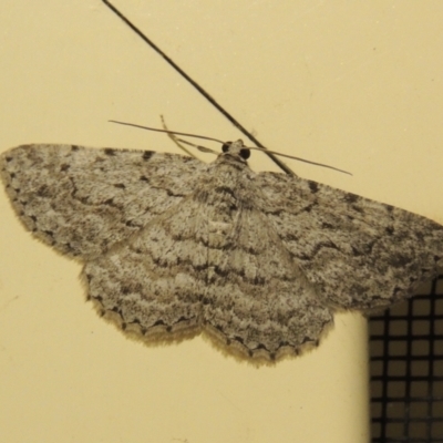 Psilosticha absorpta (Fine-waved Bark Moth) at Conder, ACT - 22 Mar 2015 by michaelb