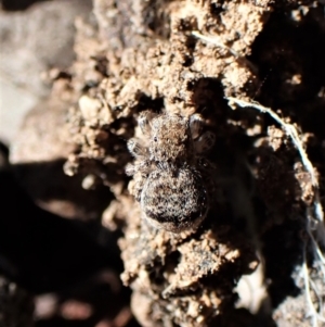 Maratus vespertilio at Molonglo Valley, ACT - suppressed