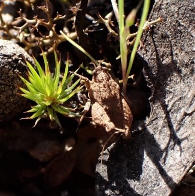 Tetrigidae (family) (Pygmy grasshopper) at Molonglo Valley, ACT - 14 Sep 2022 by CathB