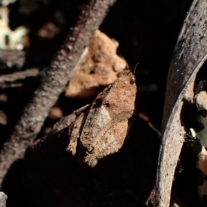 Tetrigidae (family) at Molonglo Valley, ACT - 14 Sep 2022