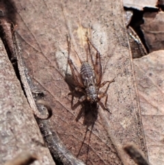 Gryllidae (family) (Field cricket) at Molonglo Valley, ACT - 10 Sep 2022 by CathB