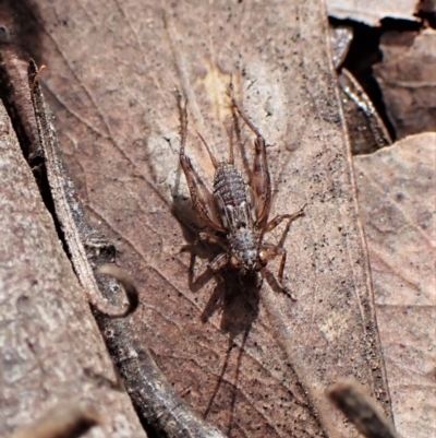 Gryllidae (family) (Field cricket) at Molonglo Valley, ACT - 10 Sep 2022 by CathB