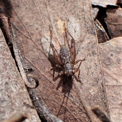 Unidentified Cricket (Orthoptera, several families) at Aranda Bushland - 10 Sep 2022 by CathB
