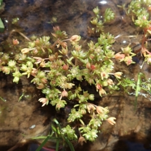 Crassula decumbens var. decumbens at Molonglo Valley, ACT - 18 Nov 2021