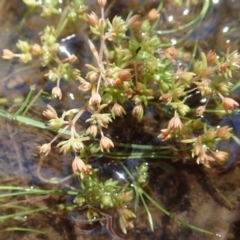 Crassula decumbens var. decumbens at Molonglo Valley, ACT - 18 Nov 2021