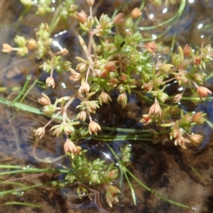 Crassula decumbens var. decumbens at Molonglo Valley, ACT - 18 Nov 2021