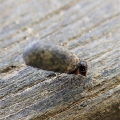 Cryptocephalinae (sub-family) (A case-bearing leaf beetle) at Namadgi National Park - 18 Oct 2021 by CathB