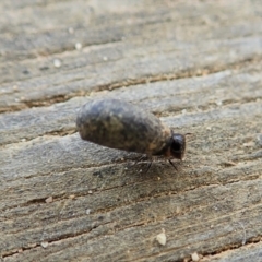 Cryptocephalinae (sub-family) at Paddys River, ACT - 18 Oct 2021