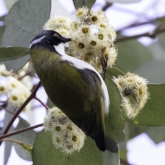 Melithreptus lunatus (White-naped Honeyeater) at Throsby, ACT - 16 Sep 2022 by CedricBear