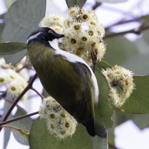 Melithreptus lunatus at Throsby, ACT - 16 Sep 2022