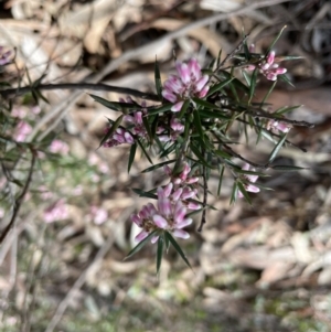 Lissanthe strigosa subsp. subulata at Jerrabomberra, NSW - 18 Sep 2022