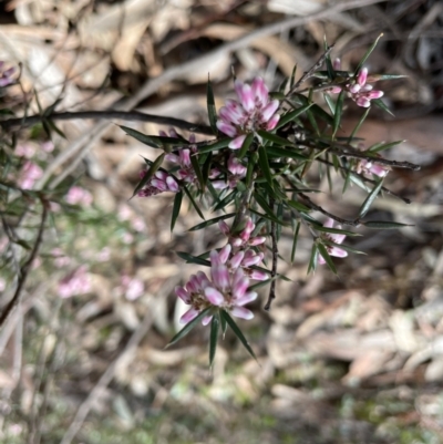 Lissanthe strigosa subsp. subulata (Peach Heath) at Mount Jerrabomberra - 18 Sep 2022 by Mavis